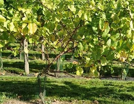 piantare uva