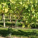 piantare uva