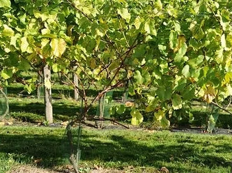 piantare uva