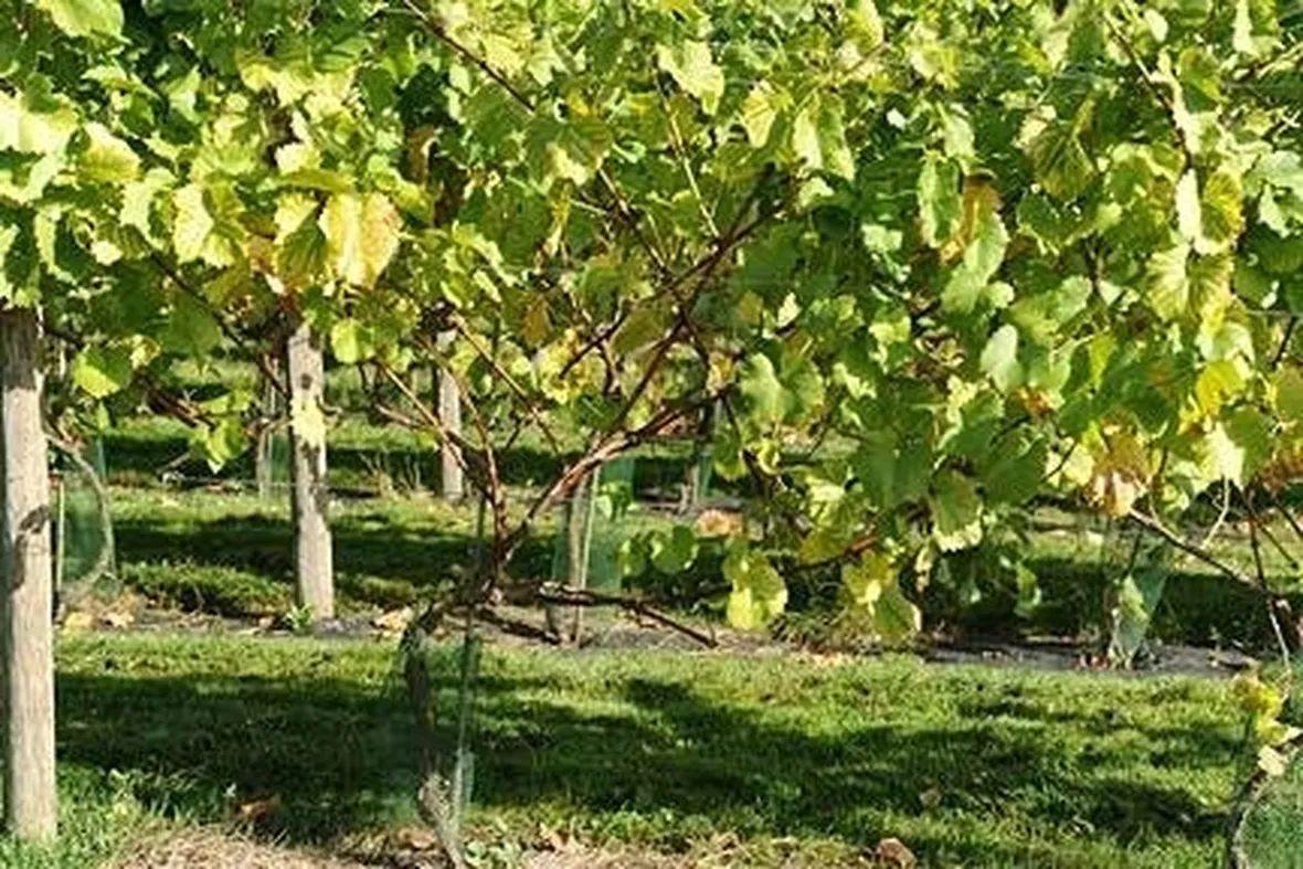piantare uva