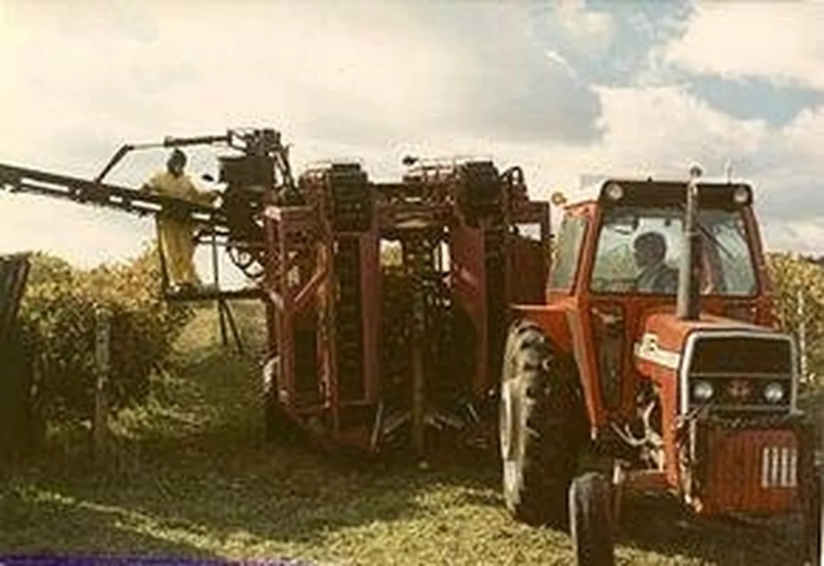raccolta uva
