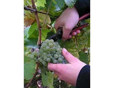 vendemmia