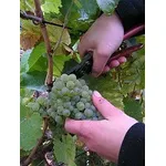 vendemmia