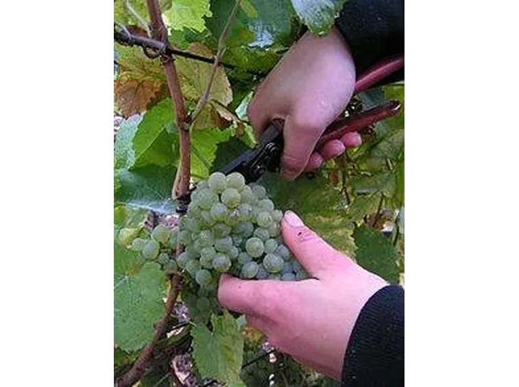 vendemmia