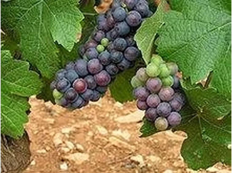 vendemmia2