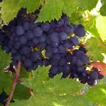 uva americana