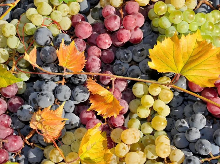 uva americana varietà