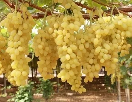 uva apirene
