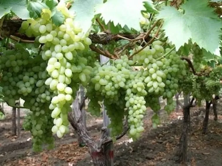uva apirene 2