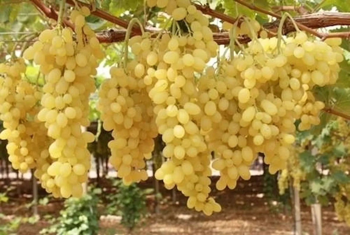 uva apirene