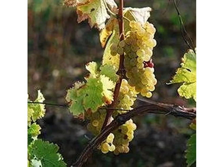uva bianca 2