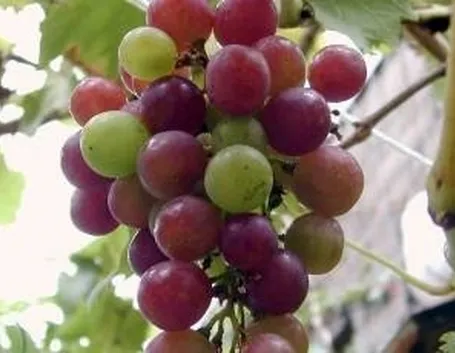 uva biologica