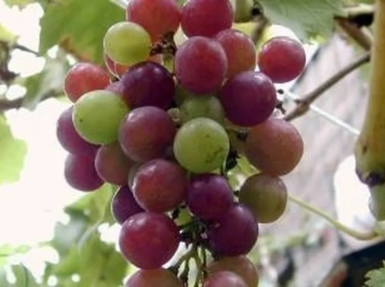 uva biologica