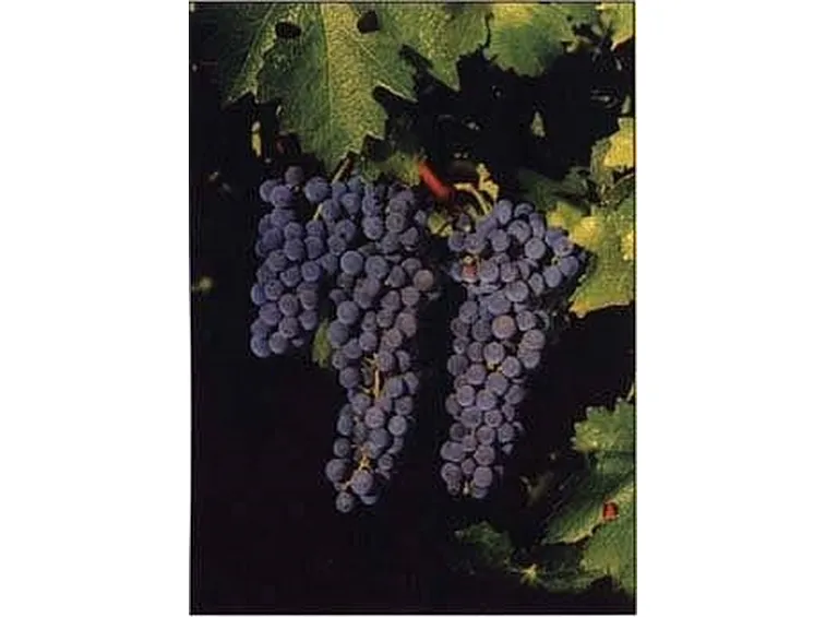 uva biologica2