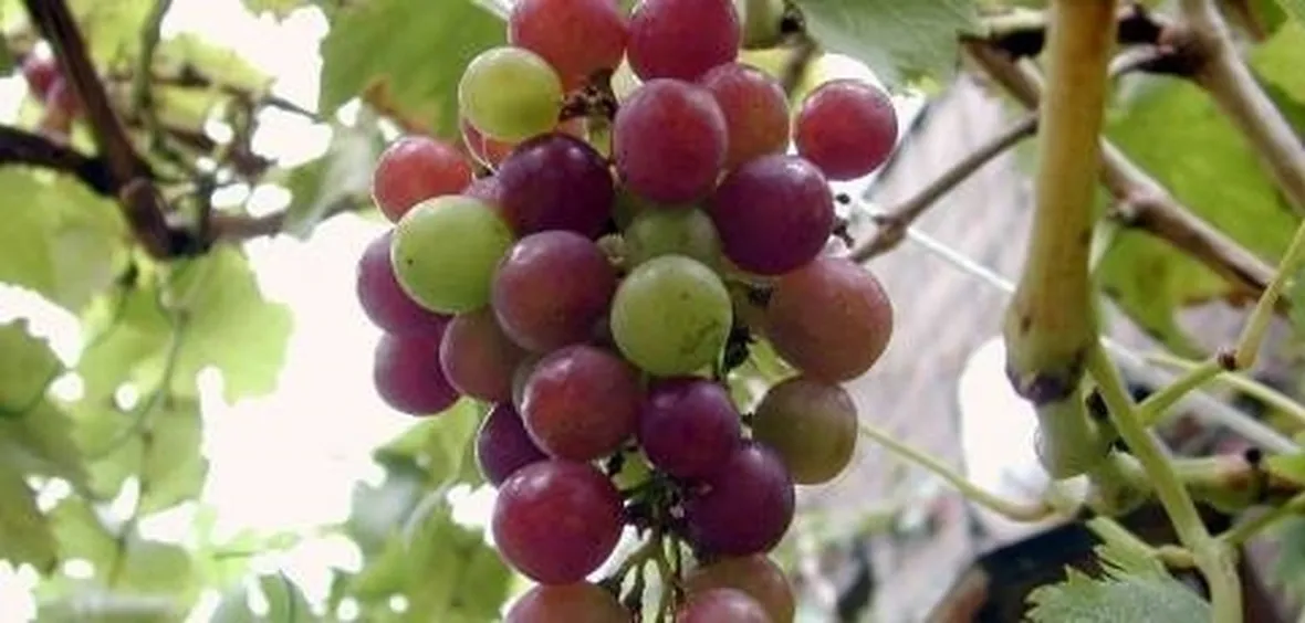 uva biologica