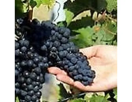 uva da vino