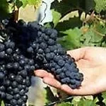 uva da vino