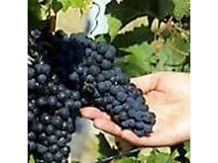 uva da vino