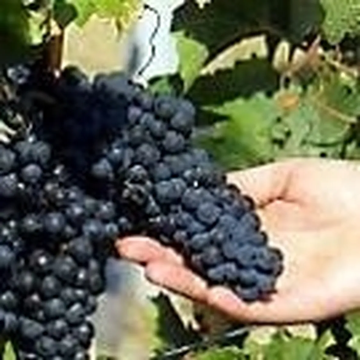 uva da vino