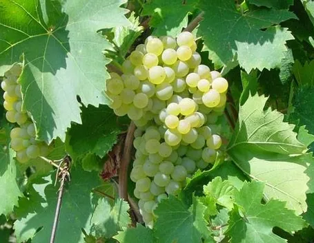 uva bianca