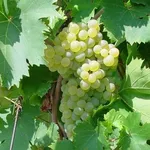 uva bianca