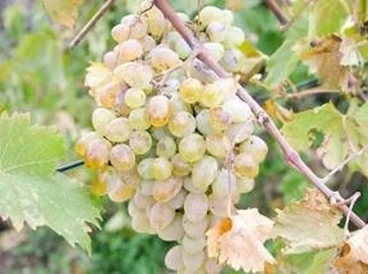 uva fragola bianca