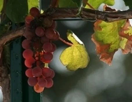 uva fragola