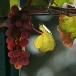 uva fragola