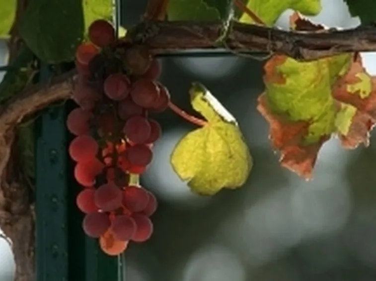 uva fragola