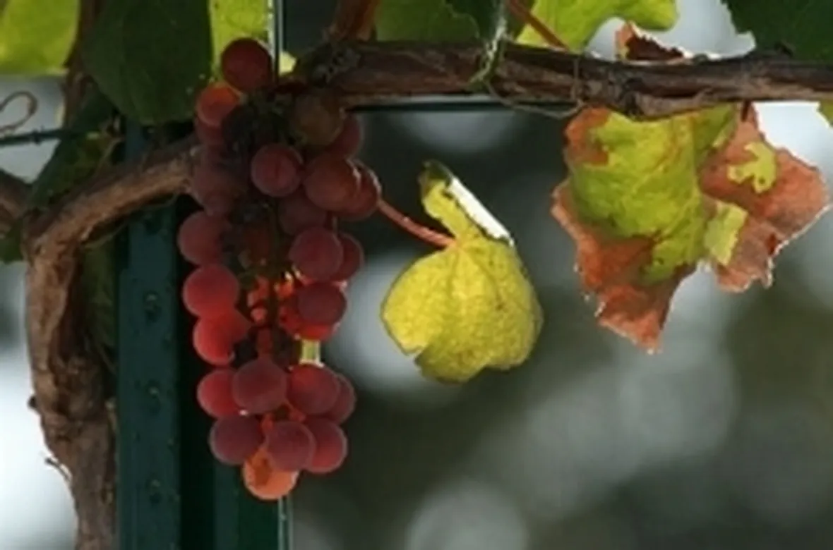 uva fragola
