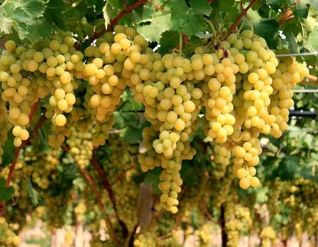 Uva Mazzarrone