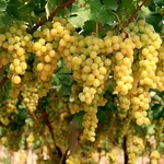 Uva Mazzarrone
