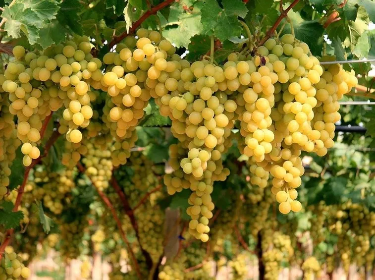 Uva Mazzarrone