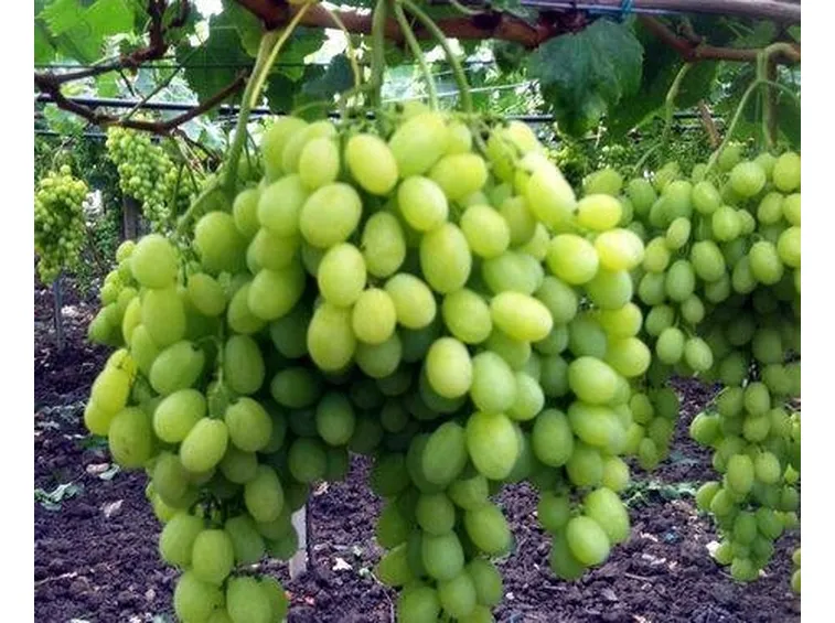 Uva Mazzarrone grappolo
