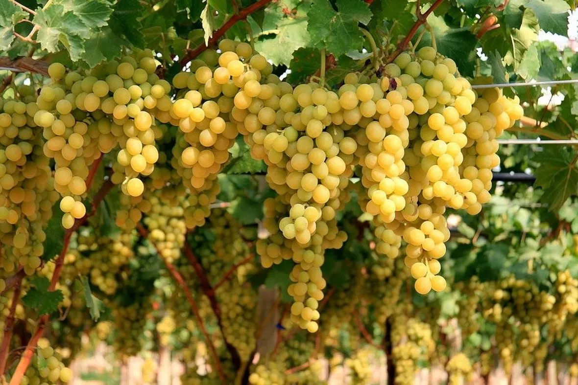 Uva Mazzarrone