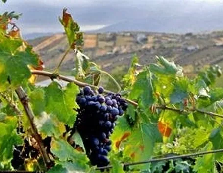 Uva Montepulciano