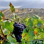 Uva Montepulciano