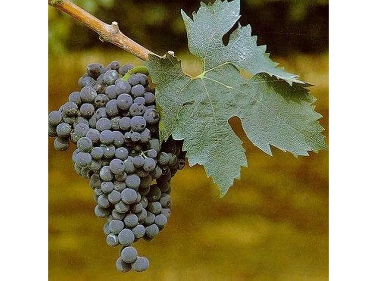 Uva Montepulciano grappolo