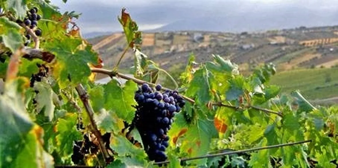 Uva Montepulciano