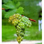 uva moscato
uva moscato