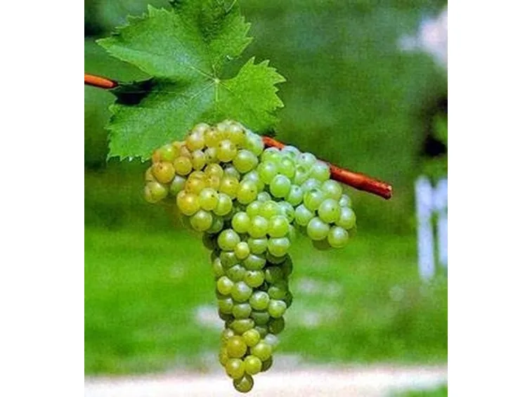 uva moscato
uva moscato