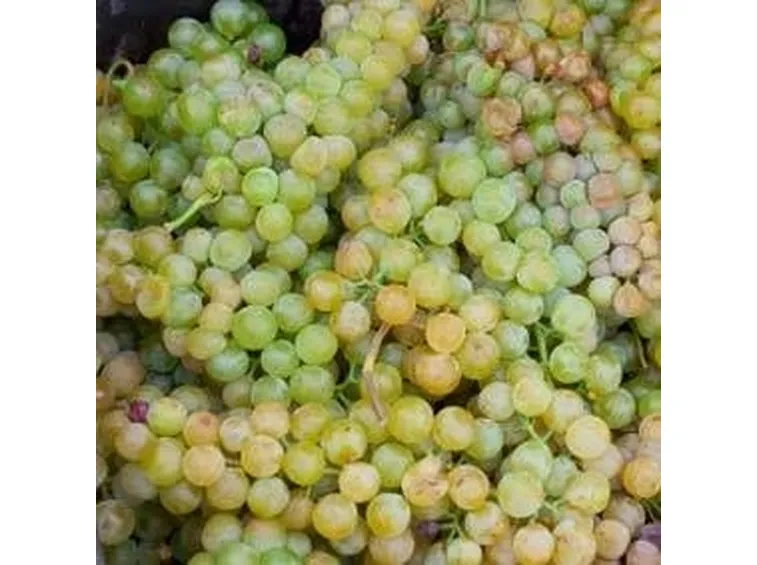uva moscato 2
