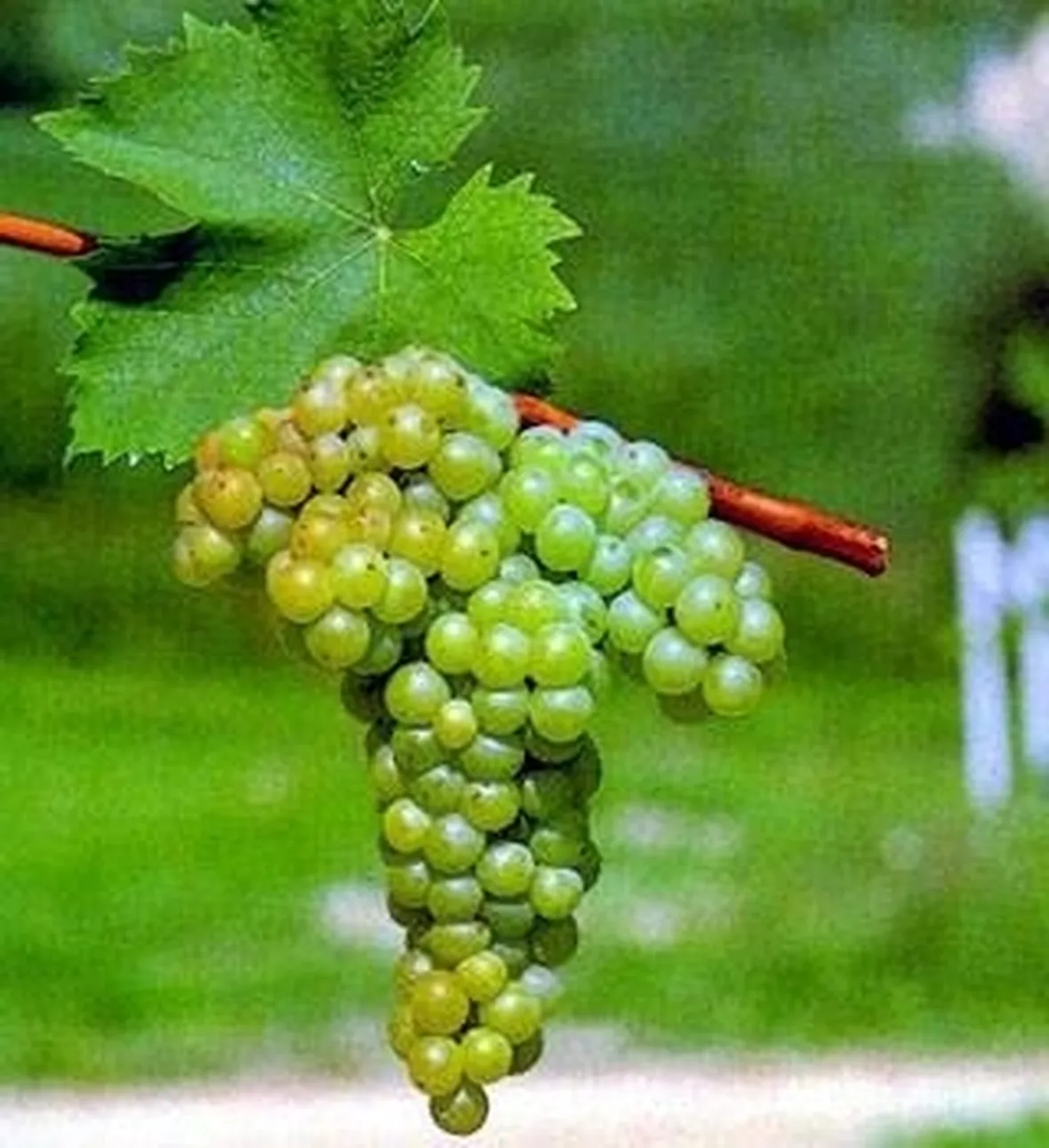 uva moscato
uva moscato