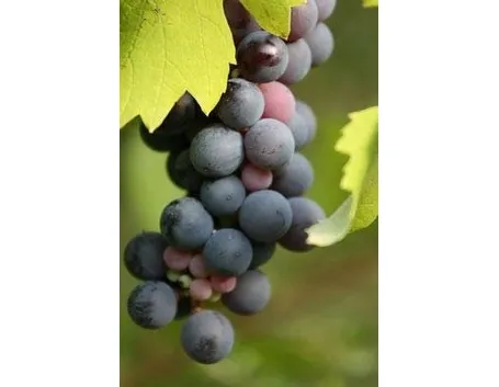uva nera