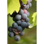 uva nera