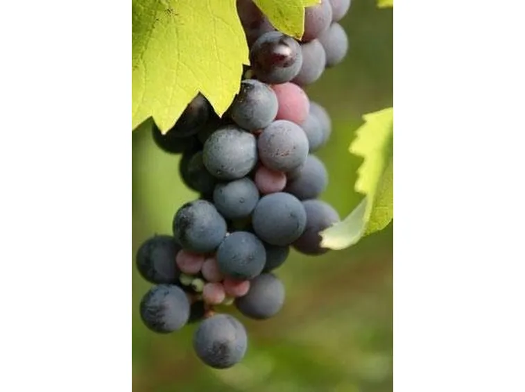 uva nera