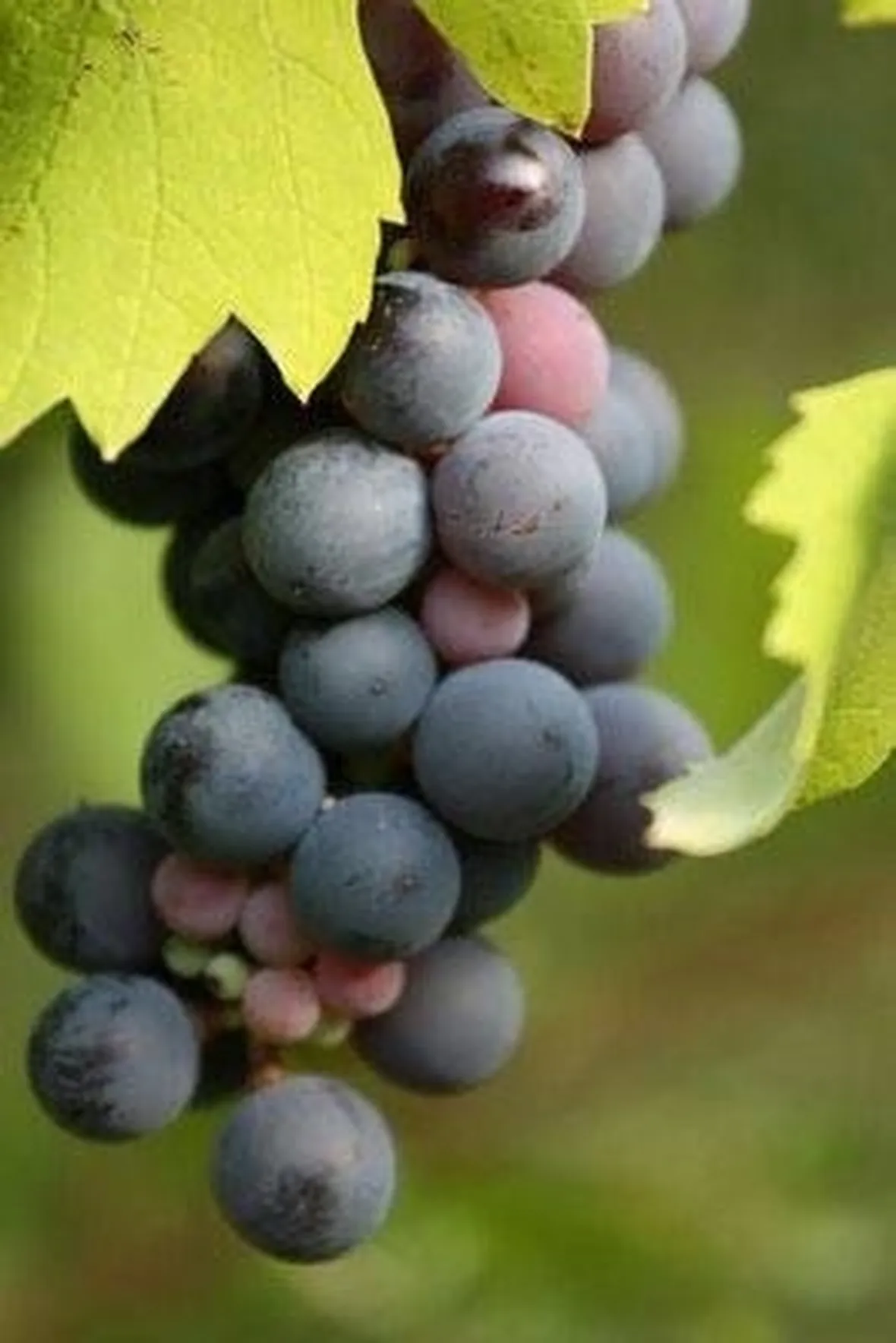 uva nera