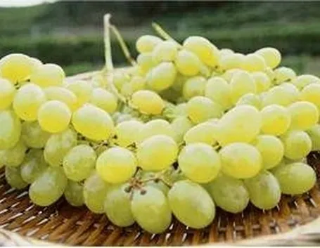 Uva Pizzutella