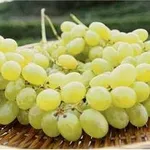 Uva Pizzutella