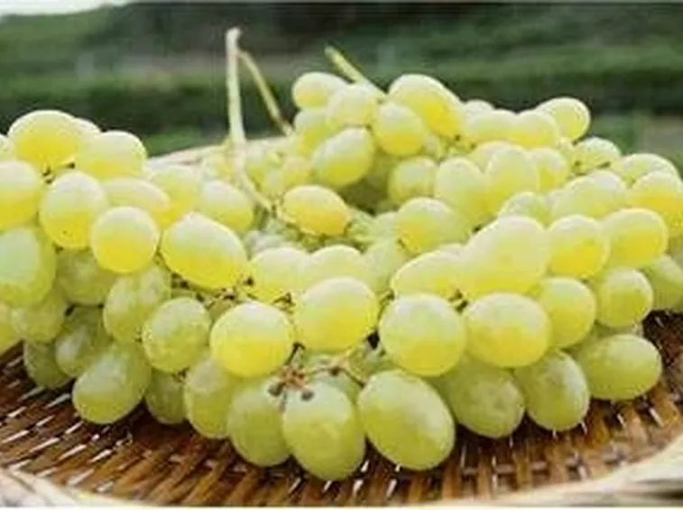 Uva Pizzutella